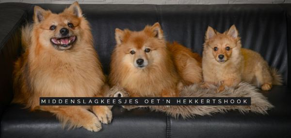 Middenslagkeesjes Oetn Hekkertshook Banner