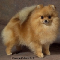 SB_07_-_Zwergspitz_Hitomi_Dyleila_vom_Bruchend.jpg