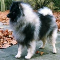SB_25_-_Wolfsspitz_German_Grey_Stars_Einstein.jpg