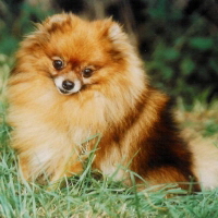 a_SB_09_-_Zwergspitz_Emmely_von_der_Puschelwiese_3.jpg